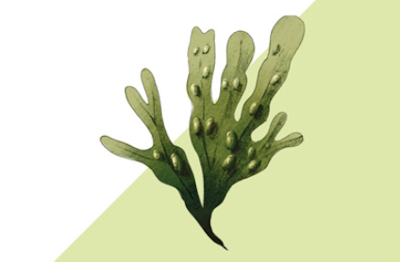 Ekstrakt z morszczynu pęcherzykowatego