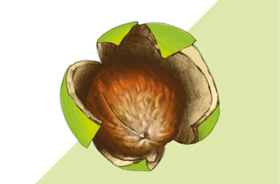 Ekstrakt z nasion orzecha włoskiego