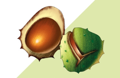 Ekstrakt z kasztanowca zwyczajnego