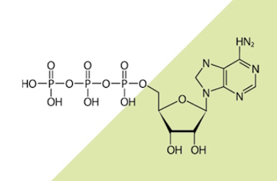 Tr&oacute;jfosforan adenozyny (ATP)
